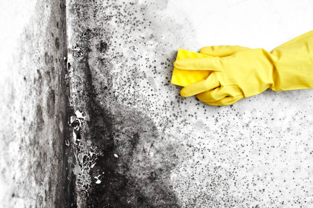 Best Mold Removal Specialists  in Rogersville, TN