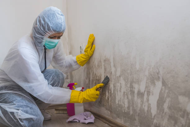 Mold Removal and Inspection in Rogersville, TN