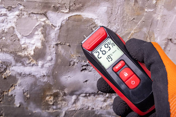 Best Mold Removal and Inspection  in Rogersville, TN