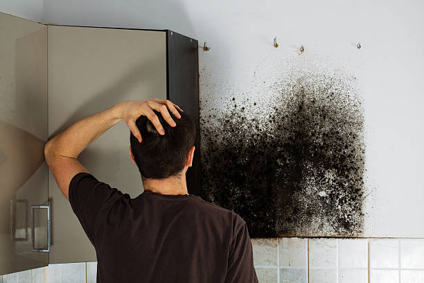 Best Toxic Mold Removal  in Rogersville, TN