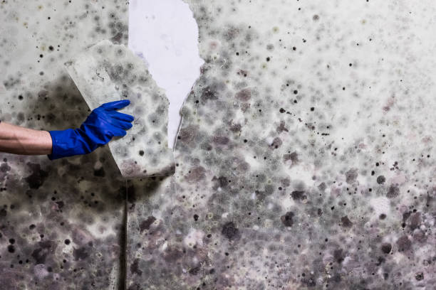 Best Certified Mold Removal  in Rogersville, TN
