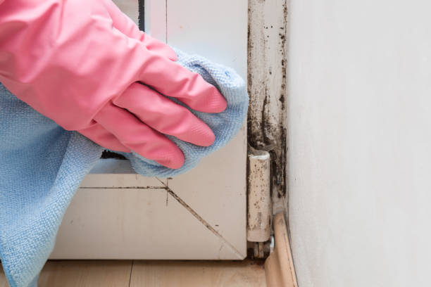 Crawl Space Mold Removal in Rogersville, TN