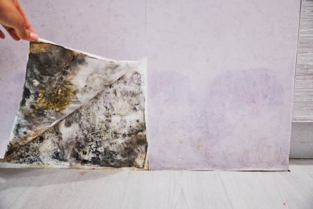 Best Affordable Mold Removal  in Rogersville, TN